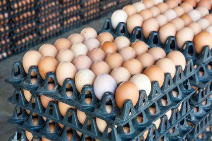 Residents of Nsukka, in the Nsukka Local Government Area of Enugu State, have expressed frustration over the skyrocketing cost of eggs