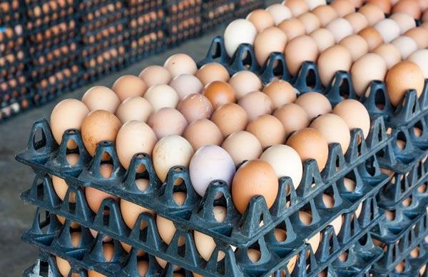 Residents of Nsukka, in the Nsukka Local Government Area of Enugu State, have expressed frustration over the skyrocketing cost of eggs