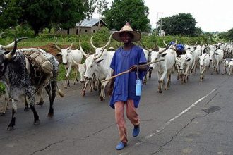 Two herders, Musa Haruna, 25, and Saliu Sanusi, 27, appeared before an Ado-Ekiti Chief Magistrates’ Court on Friday for allegedly engaging in unlawful grazing